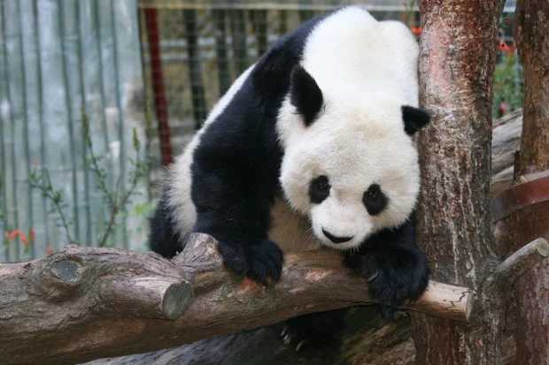 2009-01-05-San-Diego-Zoo-Gao-Gao-003-620x413