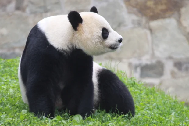 2009-09-27-National-Zoo-Mei-Xiang-013
