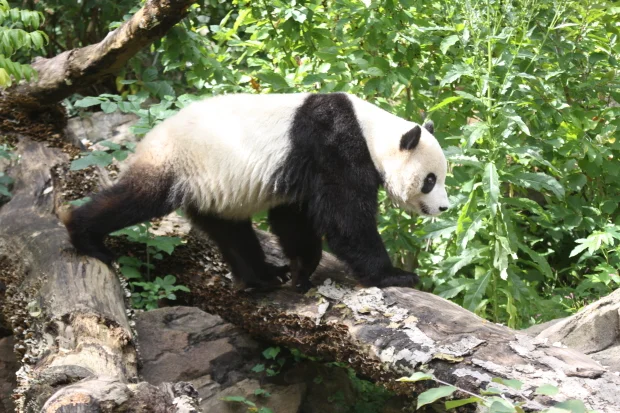 2009-09-27-National-Zoo-Tai-Shan-029