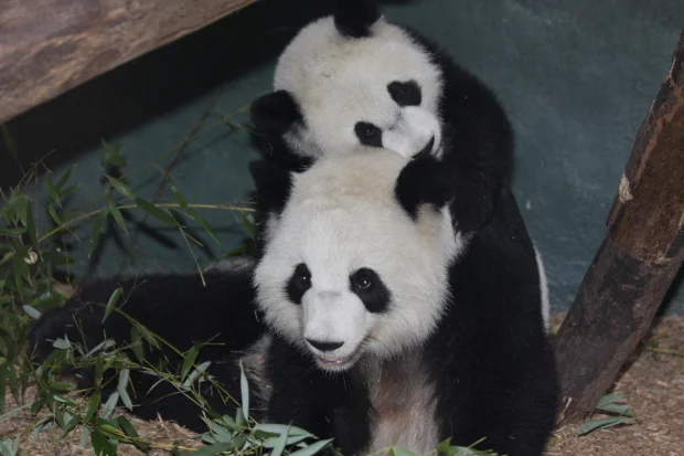 2009-10-06-Zoo-Atlanta-Lun-Lun-Xi-Lan-0064