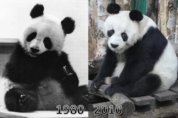 2010-11-05-30-Jahre-Pandas-in-Berlin1-620x413
