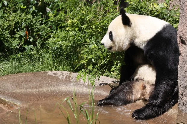 2011-05-30-San-Diego-Zoo-Bai-Yun-008-620x413