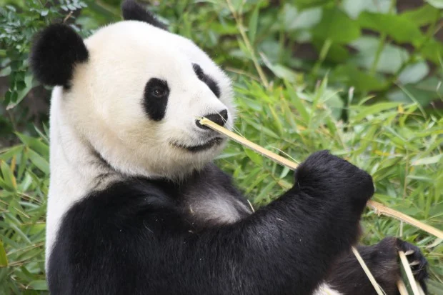 2011-06-01-San-Diego-Zoo-Bai-Yun-004-620x413