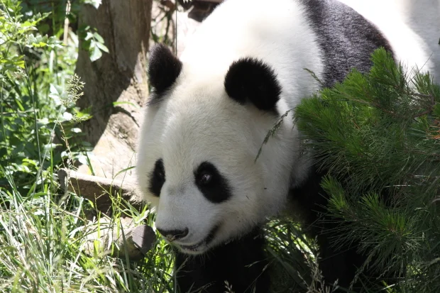 2011-06-01-San-Diego-Zoo-Bai-Yun-007