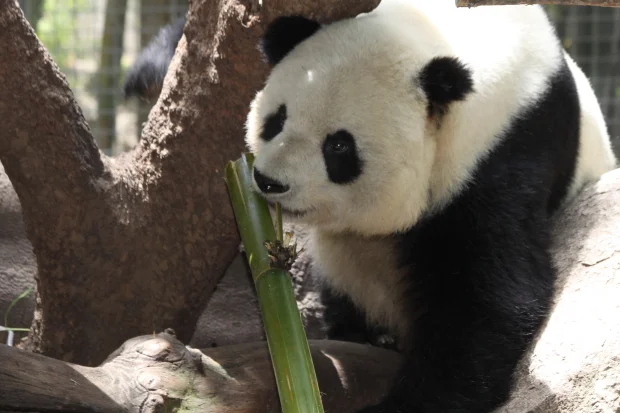 2011-06-01-San-Diego-Zoo-Gao-Gao-016