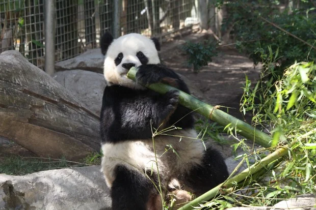 2011-06-01-San-Diego-Zoo-Gao-Gao-022-620x413