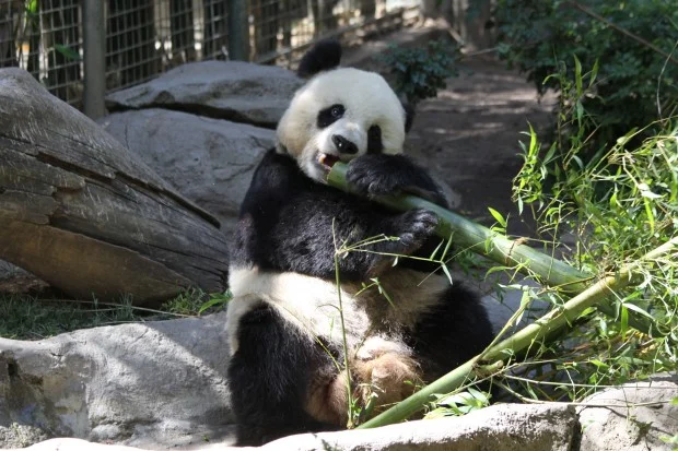 2011-06-01-San-Diego-Zoo-Gao-Gao-023-620x413