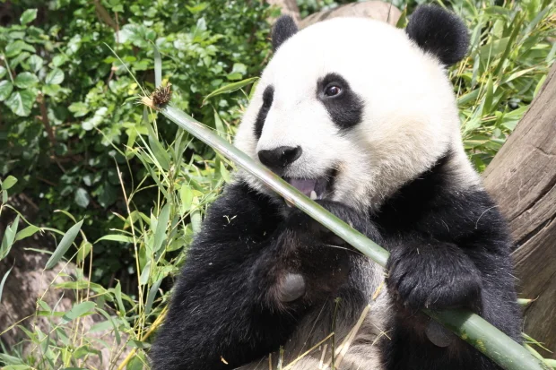 2011-06-01-San-Diego-Zoo-Yun-Zi-029-2