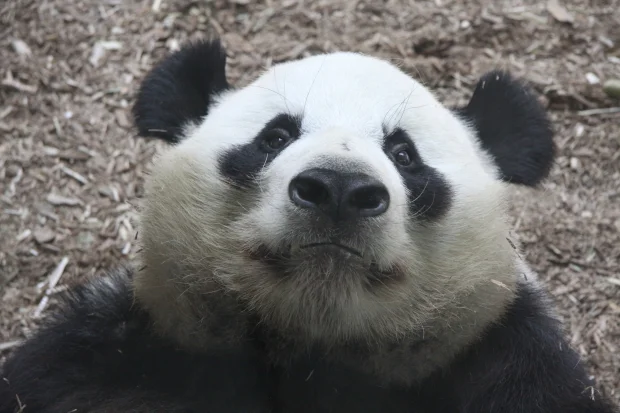 2011-06-10-Zoo-Atlanta-Yang-Yang-006