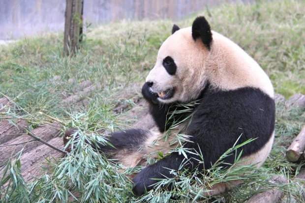2011-11-07-Changsha-Ecological-Zoo-Bei-Bei-Da-Mao-044-620x413