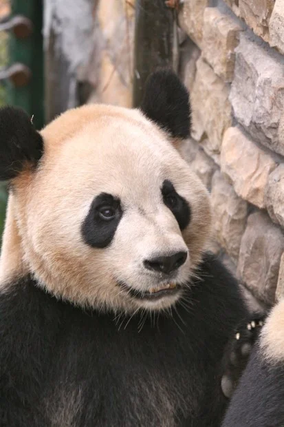 2011-11-07-Changsha-Ecological-Zoo-Bei-Bei-Da-Mao-047-413x620