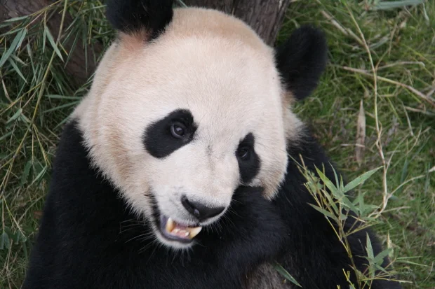 2011-11-07-Changsha-Ecological-Zoo-Bei-Bei-Da-Mao-054