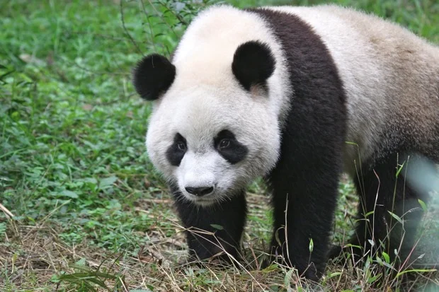 2011-11-12-CRBGPB-Cub-Enclosure-Wen-Li-Ya-Li-Zhi-Zhi-Qi-Qi-002-2