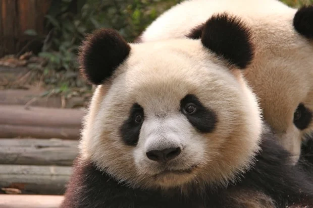 2011-11-13-CRBGPB-Cub-Enclosure-Wen-Li-Ya-Li-Zhi-Zhi-Qi-Qi-001