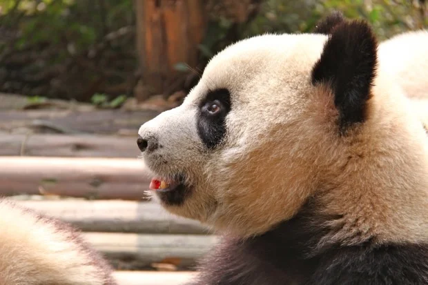 2011-11-13-CRBGPB-Cub-Enclosure-Wen-Li-Ya-Li-Zhi-Zhi-Qi-Qi-003