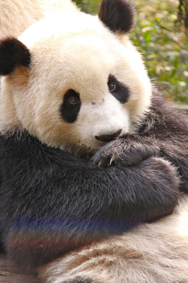 2011-11-13-CRBGPB-Cub-Enclosure-Wen-Li-Ya-Li-Zhi-Zhi-Qi-Qi-005-2