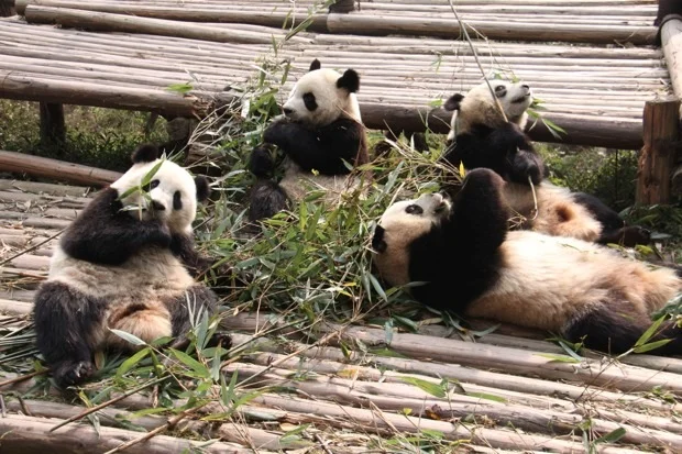 2011-11-13-CRBGPB-Cub-Enclosure-Wen-Li-Ya-Li-Zhi-Zhi-Qi-Qi-018