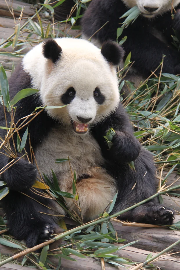 2011-11-13-CRBGPB-Cub-Enclosure-Wen-Li-Ya-Li-Zhi-Zhi-Qi-Qi-027