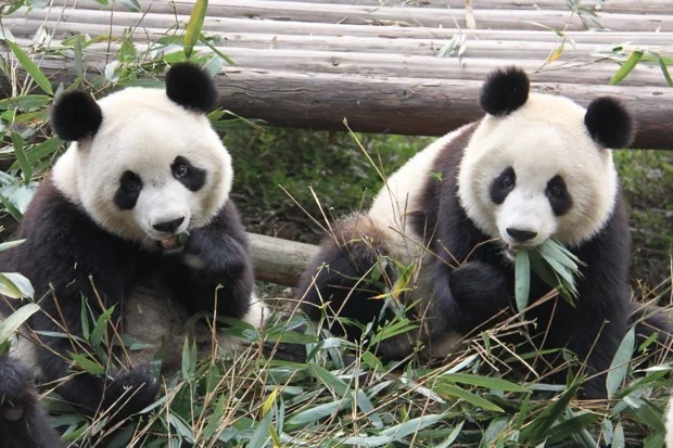 2011-11-13-CRBGPB-Cub-Enclosure-Wen-Li-Ya-Li-Zhi-Zhi-Qi-Qi-028