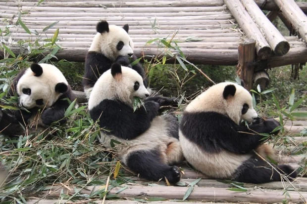 2011-11-13-CRBGPB-Cub-Enclosure-Wen-Li-Ya-Li-Zhi-Zhi-Qi-Qi-030