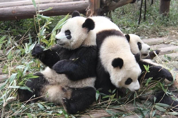 2011-11-13-CRBGPB-Cub-Enclosure-Wen-Li-Ya-Li-Zhi-Zhi-Qi-Qi-038