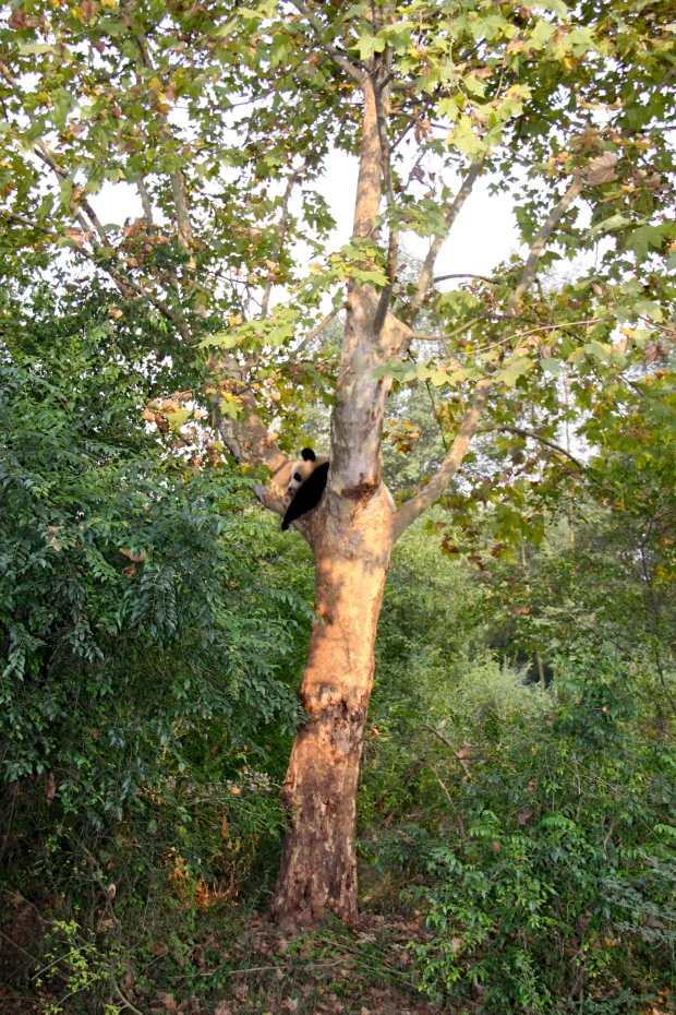 2011-11-13-CRBGPB-Cub-Enclosure-Wen-Li-Ya-Li-Zhi-Zhi-Qi-Qi-041