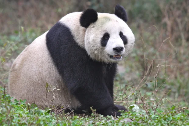 2011-11-15-Yaan-Bi-Feng-Xia-Base-of-CCRCGP-Leopard-Mountain-Fu-Long-001