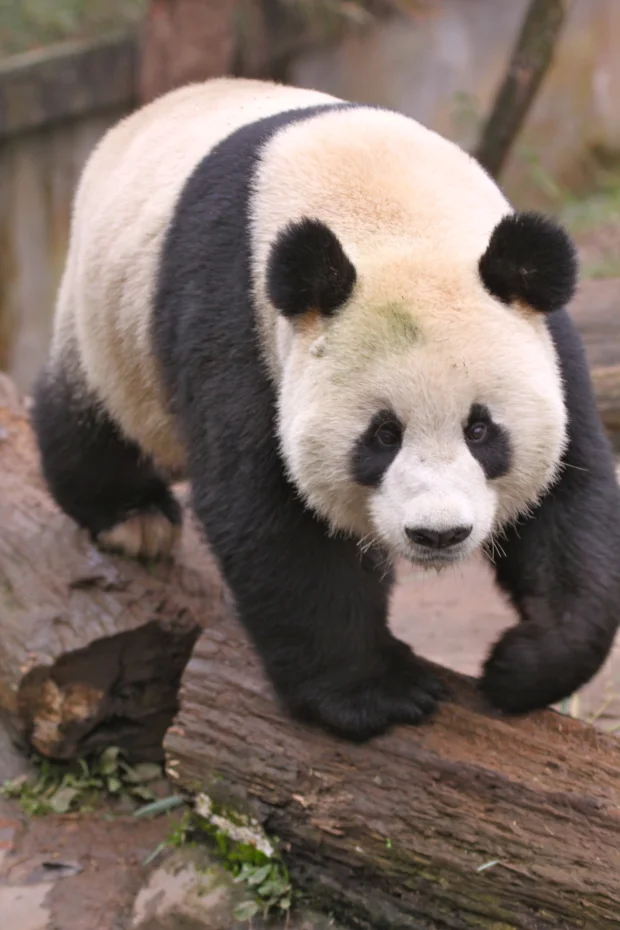 2011-11-15-Yaan-Bi-Feng-Xia-Base-of-CCRCGP-Leopard-Mountain-Fu-Long-006