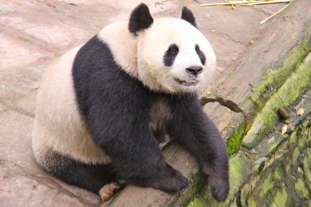 2011-11-20-Yaan-Bi-Feng-Xia-Base-of-CCRCGP-Leopard-Mountain-Fu-Long-003