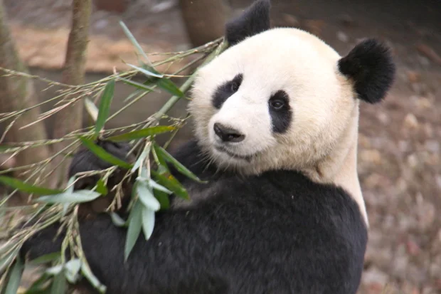 2011-11-20-Yaan-Bi-Feng-Xia-Base-of-CCRCGP-Leopard-Mountain-Fu-Long-004