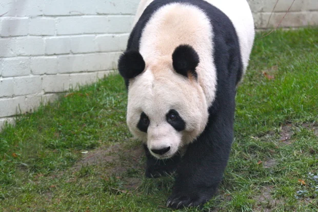 2011-12-15-Edinburgh-Zoo-Tian-Tian-022