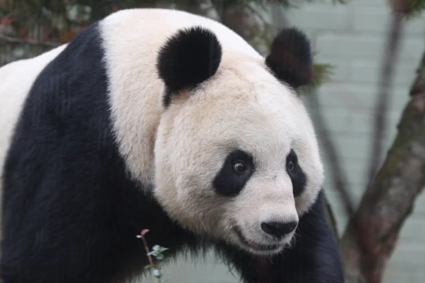 2011-12-15-Edinburgh-Zoo-Tian-Tian-032