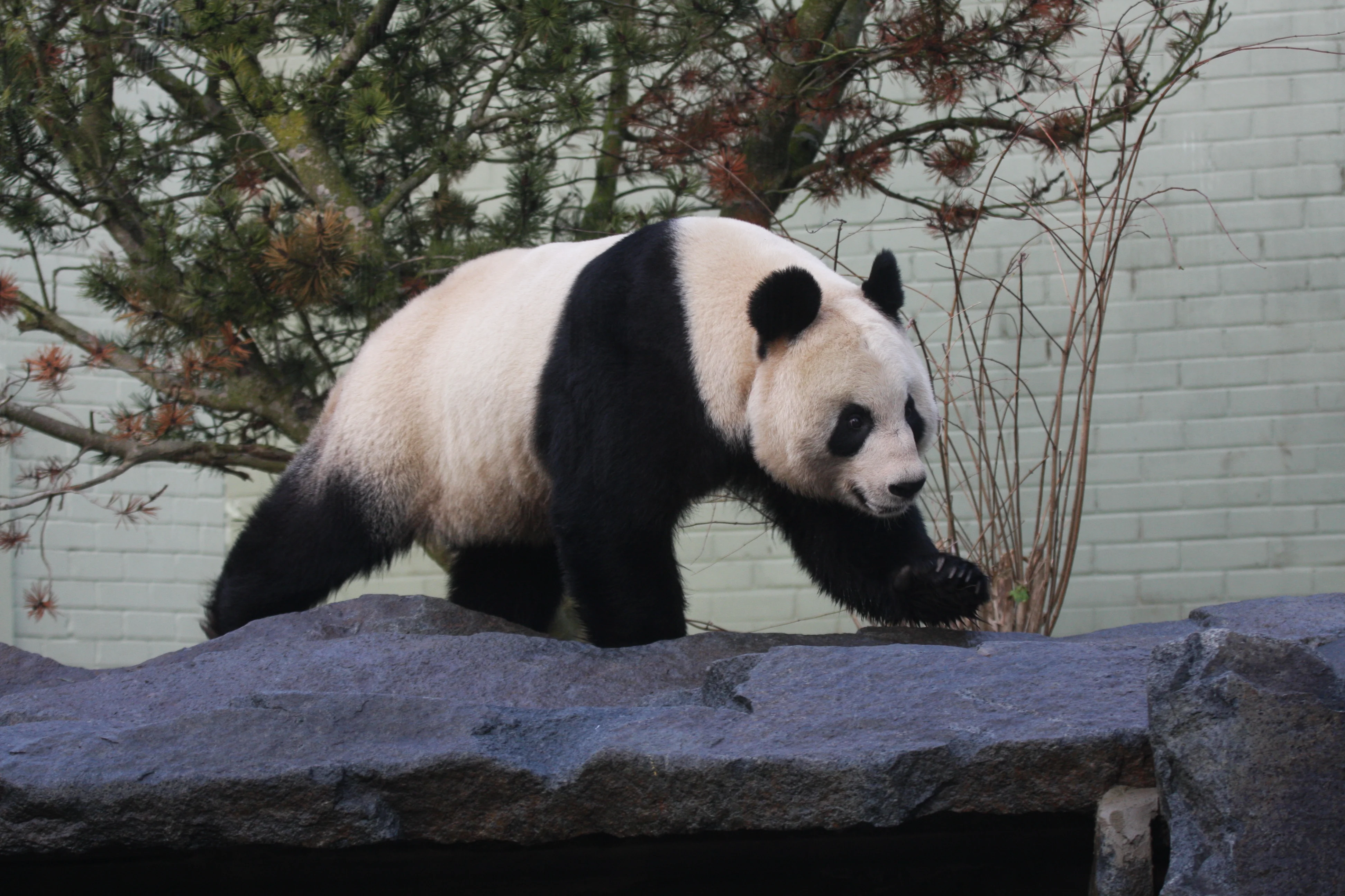 2011-12-15-Edinburgh-Zoo-Tian-Tian-044