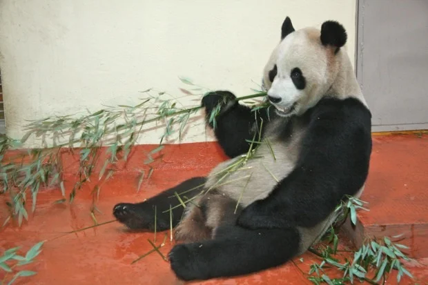 2011-12-15-Edinburgh-Zoo-Yang-Guang-001