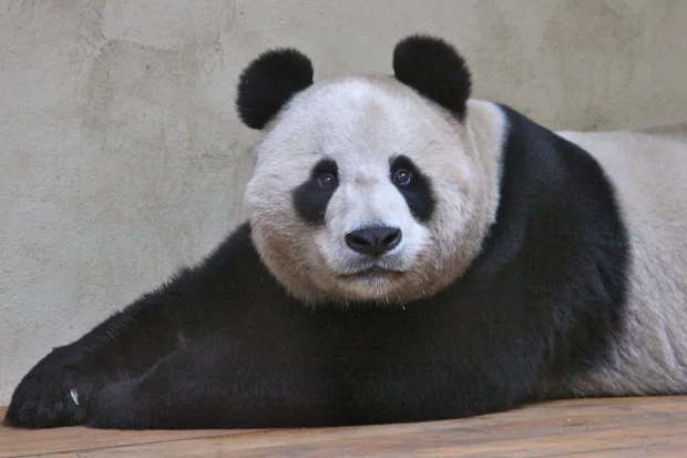 2011-12-15-Edinburgh-Zoo-Yang-Guang-0031
