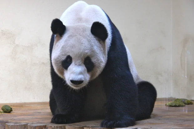 2011-12-15-Edinburgh-Zoo-Yang-Guang-012