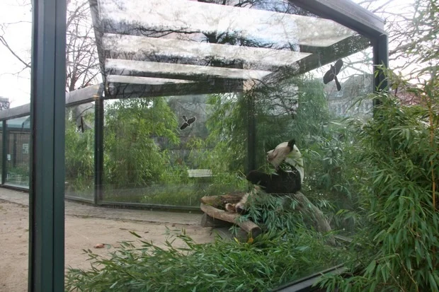 2011-12-29-Zoo-Berlin-Bao-Bao-005