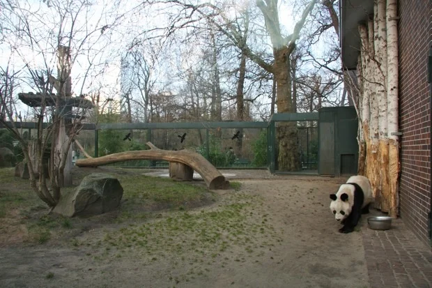 2011-12-29-Zoo-Berlin-Bao-Bao-035