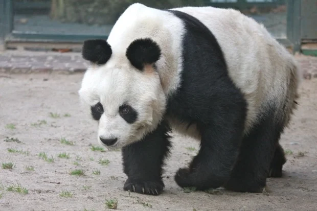 2011-12-29-Zoo-Berlin-Bao-Bao-039