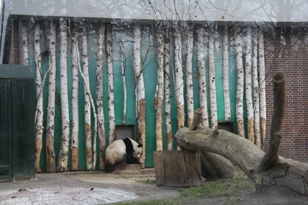 2011-12-29-Zoo-Berlin-Bao-Bao-048