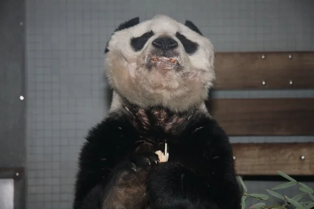 2011-12-29-Zoo-Berlin-Bao-Bao-075