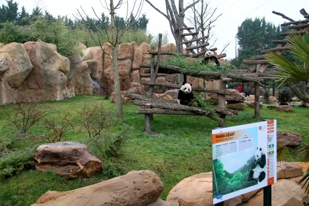 2012-02-18-ZooParc-de-Beauval-Huan-Huan-Yuan-Zi-001