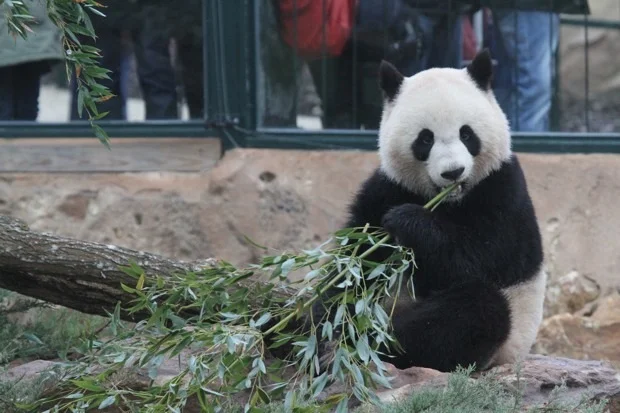 2012-02-18-ZooParc-de-Beauval-Huan-Huan-Yuan-Zi-008