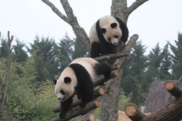 2012-02-18-ZooParc-de-Beauval-Huan-Huan-Yuan-Zi-015