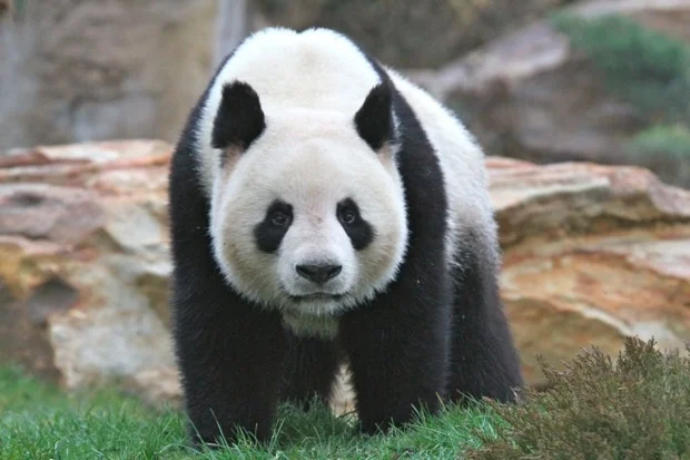 2012-02-18-ZooParc-de-Beauval-Huan-Huan-Yuan-Zi-033