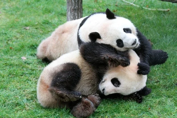 2012-02-18-ZooParc-de-Beauval-Huan-Huan-Yuan-Zi-048