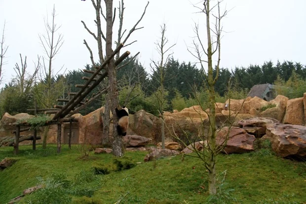 2012-02-18-ZooParc-de-Beauval-Huan-Huan-Yuan-Zi-097