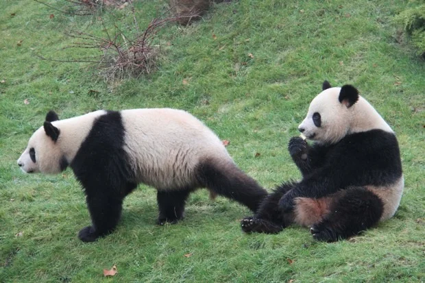 2012-02-18-ZooParc-de-Beauval-Huan-Huan-Yuan-Zi-108