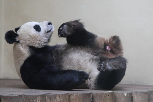 2012-04-03-Edinburgh-Zoo-Tian-Tian-007