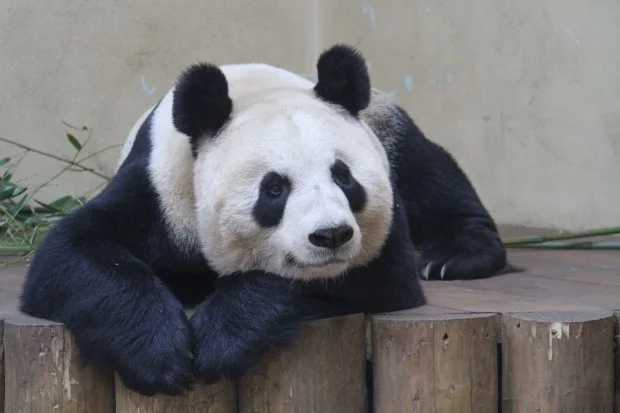 2012-04-03-Edinburgh-Zoo-Tian-Tian-021-620x413
